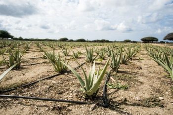 Best Aruba Tours for Aloe Factory