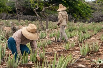 Aloe-Farming-Aruba