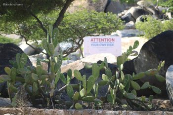 Best Cactus in Aruba