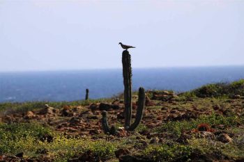 Best Cultural Aruba Tours